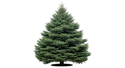 A vibrant green fir tree, full and conical, standing tall and majestic