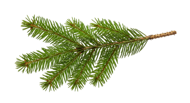 A single green fir tree branch with needles