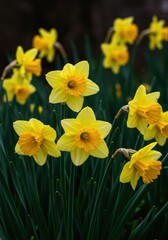 A cheerful cluster of vibrant yellow narcissus blooms with green stems in a garden, capturing the essence of renewal and growth ,fresh ,narcissus ,seasonal