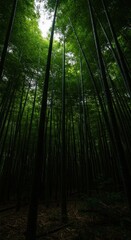 Obraz premium Dense jungle thicket of giant bamboo stalks reaching high into the tropical canopy. Lush green foliage and deep shadows ,pattern ,bamboo ,segmented