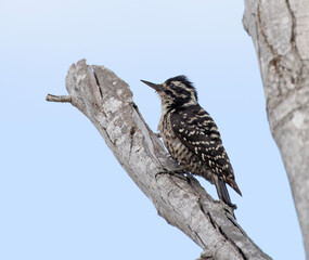 Obraz premium Female Nuttall's Woodpecker Perched