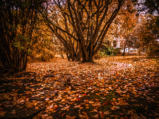 pomarańczowe tło jesienne