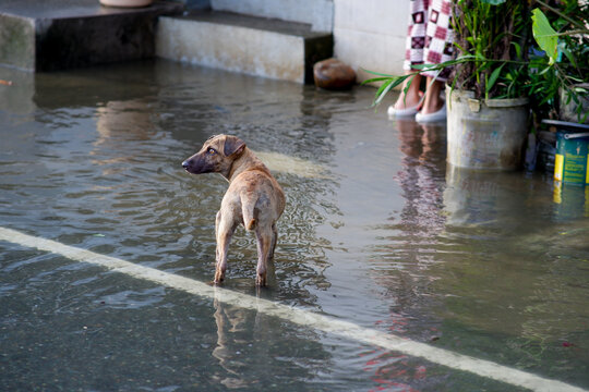 A little dog navigating flooded Bantayan Street after heavy rain.