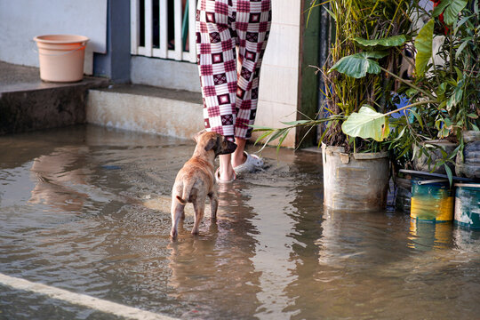 A little dog navigating flooded Bantayan Street after heavy rain.