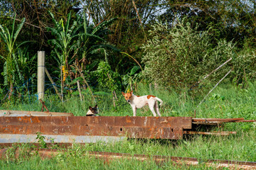 Dogs stand on a worn roof surrounded by lush green trees and vegetation.