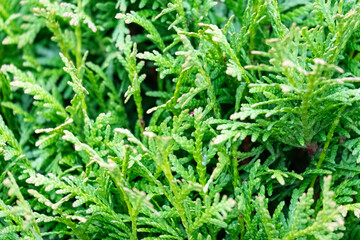 Close-up of vibrant green thuja foliage showcasing intricate textures and natural patterns, emphasizing the beauty of evergreen plants in a lush garden setting