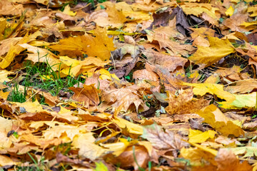Colorful autumn leaves scattered on the ground, showcasing vibrant yellows, oranges, and browns, creating a natural carpet of foliage in a serene outdoor environment