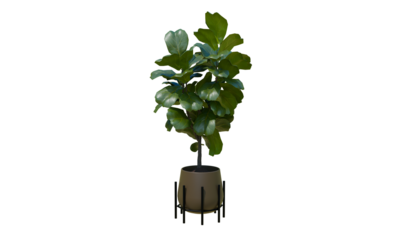 Isometric tree plant 3d rendering indoor outdoor Plant in ceramic pots isolated on transparent background