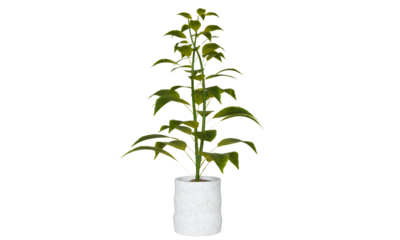 Isometric tree plant 3d rendering indoor outdoor Plant in ceramic pots isolated on transparent background