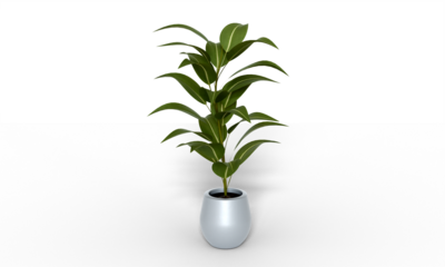 Isometric tree plant 3d rendering indoor outdoor Plant in ceramic pots isolated on transparent background