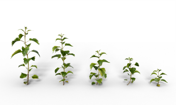 greenery branch leaves twigs floral plant forest herbs isolated on white background. Botanical spring summer leaf illustration 3d render