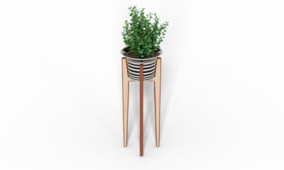 Isometric tree plant 3d rendering indoor outdoor Plant in ceramic pots isolated on transparent background