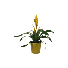 Bromelia in Decopot