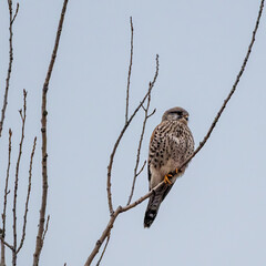 A Kestrel Watching from the Tree Heights — Patience and Detail
