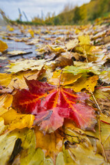 weg mit herbstlaub, bei dem ein einzelnes rotes blatt im vordergrund liegt
