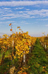 hebstlich gelb gef&auml;rbter weinberg