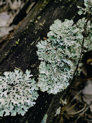 Foliose lichen Parmelia sulcata growing on wooden log close up. Forest textures macro photography. Botany, environment, nature close up. Blue green lichen