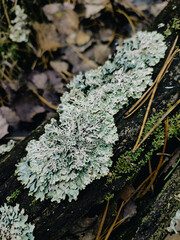 Foliose lichen Parmelia sulcata, cladonia species growing on decayed wooden log. Mixed forest litter, green textures macro photography. Botany, environment, nature close up. Vibrant shades of green. 