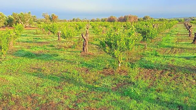 Puglia, Salento, Italy: Citrus groves replace heavily pruned olive trees that were severely affected by Xylella disease