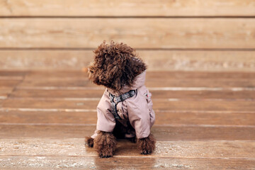 Naklejka premium Puppy outdoor scene, small dog outdoors, poodle sitting, toy dog photo, autumn dog outfit, fluffy poodle portrait, wooden deck background, fall marketing layout or promotional content.
