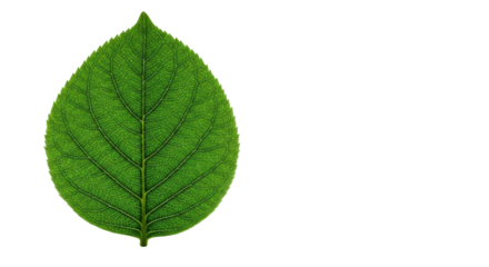 A single, vibrant emerald green leaf with intricate veins, freshly hydrated, isolated on a transparent minimalist studio background with copy space, conveying eco-consciousness and sustainable