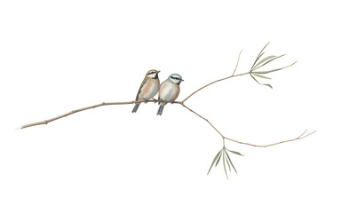 Two Small Birds Perched on a Thin Branch pair couple