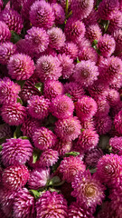 Close up of globe amaranth flower. The plant used in traditional medicine, to make teas, for dried flower arrangements and potpourri.