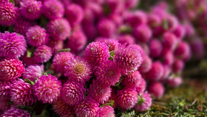 Close up of globe amaranth flower with selective focus. The plant used in traditional medicine, to make teas, for dried flower arrangements and potpourri.
