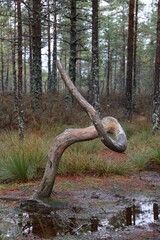 Obraz premium tree in the forest, a dried snag in a swamp Viru Raba, Estonia