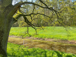 Tranquil river flowing through bright green meadow