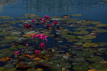 Beautiful blooming pink water lilies (Nymphaea) in a calm pond