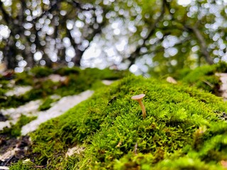 moss on tree