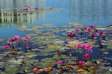 Pink lotus flowers (Nymphaea spp) in a zen garden pond