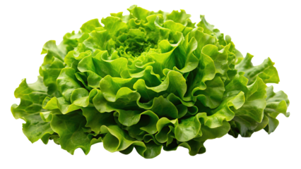 Vibrant green leafy lettuce head with ruffled edges isolated on transparent background