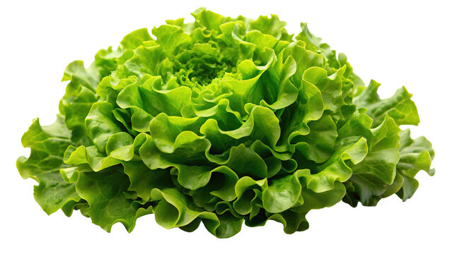 Vibrant green leafy lettuce head with ruffled edges isolated on transparent background