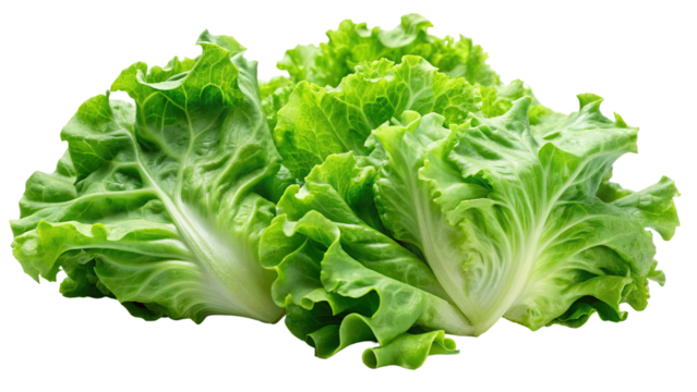 Fresh green leaf lettuce with ruffled edges isolated on transparent background