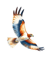 Obraz premium Watercolor of a hawk flying on white background.