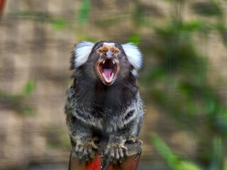 A small monkey (Callithrix jacchus) with gray ears with an open mouth and bared teeth, sitting on a log