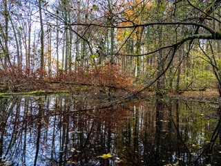 Obraz premium Sumpfiger Waldsee im Spätherbst