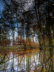 Abstrakte Spiegellung eines Waldsees