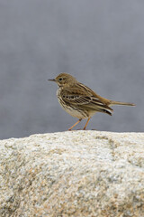 Adult Meadow Pipit (Anthus pratensis) in European grasslands