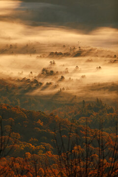 Fall autumn fog forest and long cast shadows