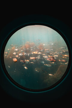 School of fish through porthole