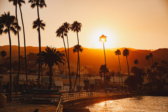 Summer sunset through palm tree
