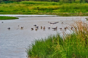 Gulls and ducks inhabiting Emporda wetlands ecosystem