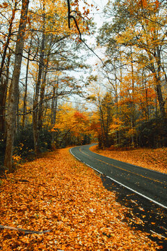 Vertical autumn leaves covering mountain road with trees