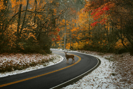 Deer on snowy moody mountain road with fall colors