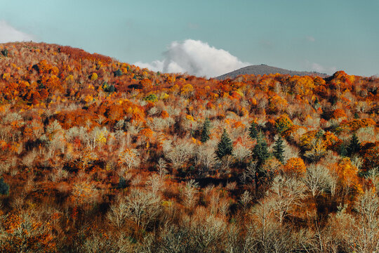 Dead trees and fall colors on moody autumn mountain