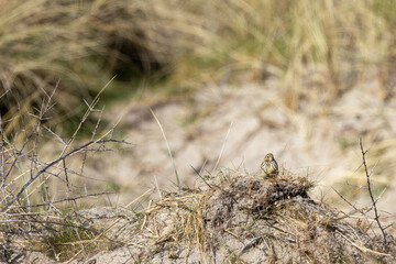 Adult Meadow Pipit (Anthus pratensis) in European grasslands