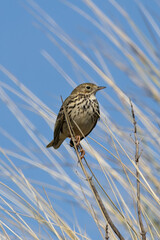 Adult Meadow Pipit (Anthus pratensis) in European grasslands